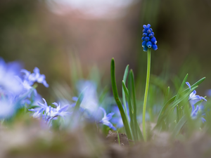 fuzzy, squill, Colourfull Flowers, Muscari, blue