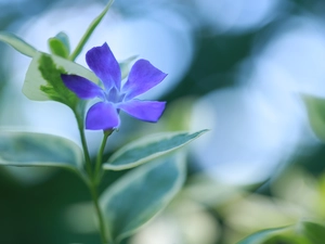 blue, myrtle, Colourfull Flowers