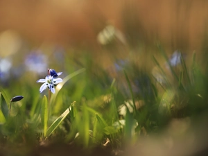 Siberian squill, Colourfull Flowers, Buds, blue
