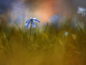 Siberian squill, Colourfull Flowers, grass, blue