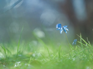 Siberian squill, Colourfull Flowers, grass, blue
