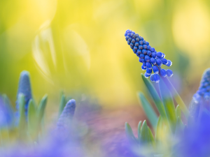 Yellow, background, Colourfull Flowers, Muscari, blue