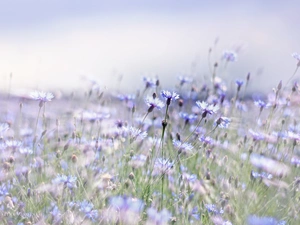 Flowers, cornflowers, Blue