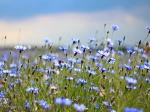 Flowers, cornflowers, Blue