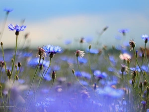 Flowers, cornflowers, Blue