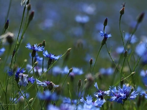 Flowers, cornflowers, Blue