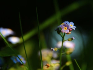 Flowers, Forget, Blue