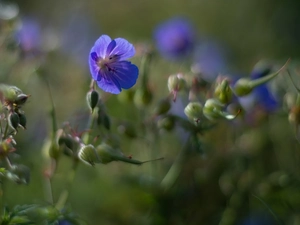 Blue, Buds, geranium, Flowers