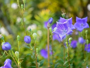 ringtones, Platycodon grandiflorus, Flowers, Buds, Blue