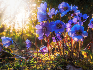 Blue, Liverworts, grass, Flowers