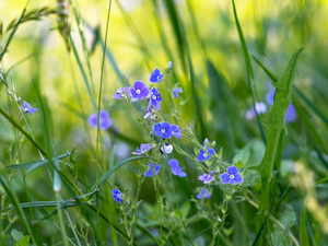 Blue, speedwell, grass, Flowers