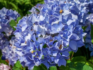 Flowers, hydrangeas, Blue