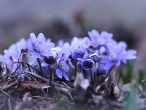 Flowers, Liverworts, Blue