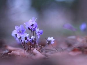 Flowers, Liverworts, Blue