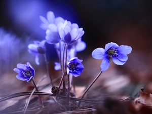 Flowers, Liverworts, Blue