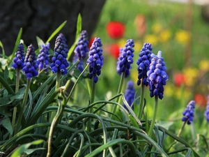 Flowers, Muscari, Blue