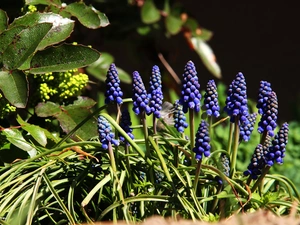 Flowers, Muscari, Blue