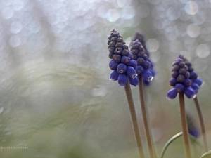 Flowers, Muscari, Blue