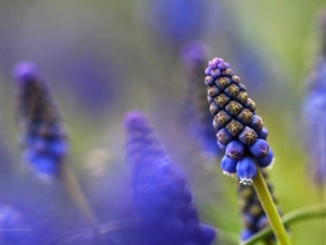 Flowers, Muscari, Blue