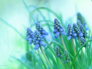 Flowers, Muscari, Blue