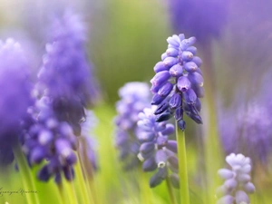 Flowers, Muscari, Blue