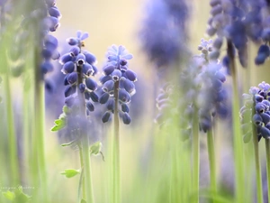 Flowers, Muscari, Blue