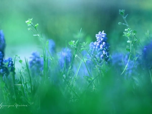 Flowers, Muscari, Blue