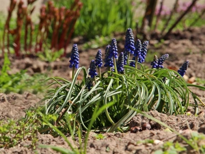 Flowers, Muscari, Blue