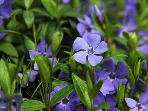 Flowers, myrtle, Blue