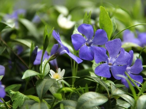 Flowers, myrtle, Blue