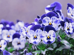 blue, pansies, Flowers, White