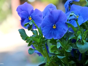 Flowers, pansies, Blue