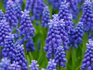 Blue, Muscari, rapprochement, Flowers