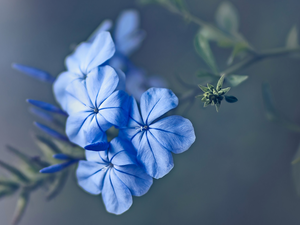 Blue, phlox, rapprochement, Flowers