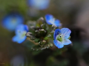 Flowers, speedwell, Blue