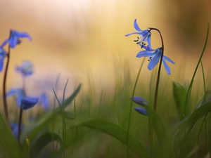 rapprochement, Flowers, Blue, Siberian squill