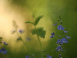 Flowers, Veronica, Blue