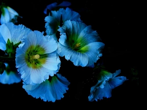 Blue, Flowers