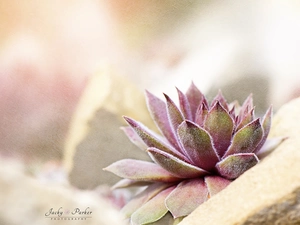 Colourfull Flowers, blur, Close, Sempervivum