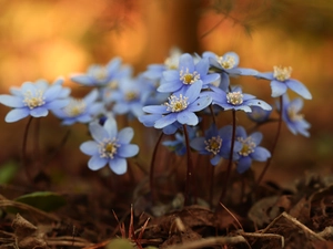 Liverworts, Flowers, blurry background, Blue
