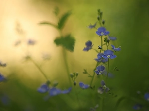 Veronica, Flowers, blurry background, Blue