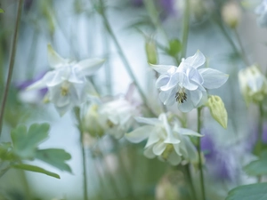 White, Flowers, blurry background, Columbines