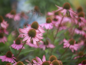 Pink, Flowers, blurry background, echinacea