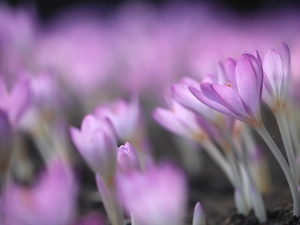 colchicums, Flowers, blurry background, purple