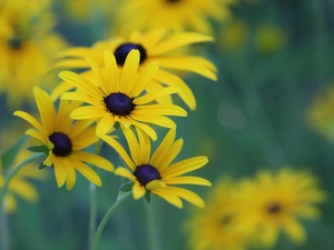 Rudbekie, Flowers, blurry background, Yellow