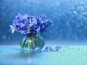 Flowers, Siberian squill, Bokeh, decoration, vase, Blue