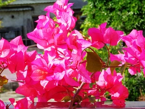 Flowers, Bougainvillea