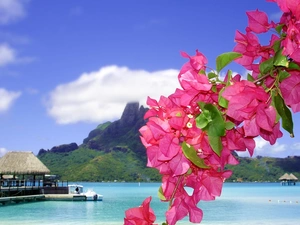 Flowers, Bougainvillea, Tropical, Platforms, sea