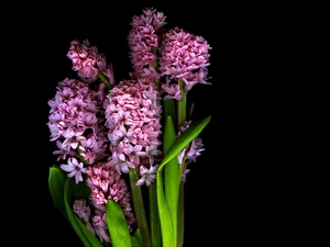 Flowers, hyacinth, bouquet