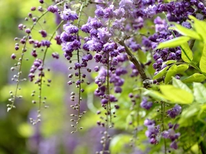 Flowers, Wisteria, branch